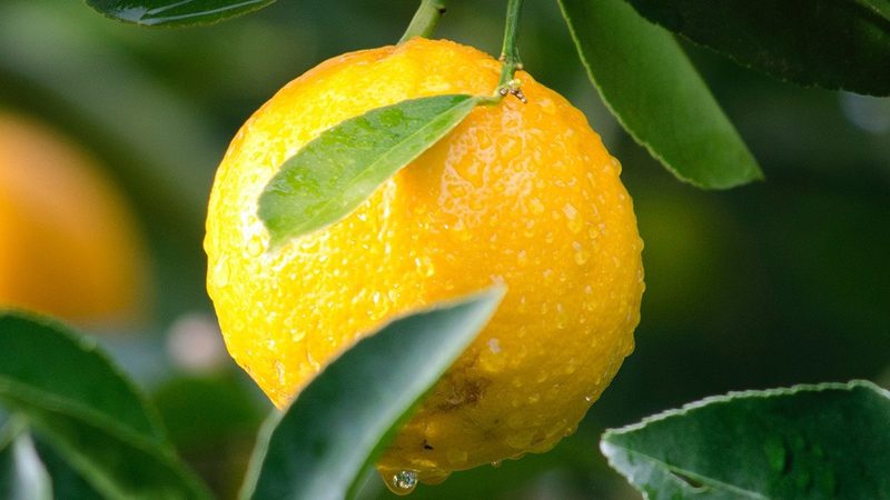 CDMO商业模式流程解析：揭秘生物制药的幕后力量